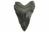 Fossil Megalodon Tooth - South Carolina #365770-1